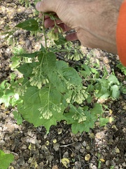 Brickellia floribunda