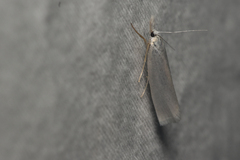 Crambus perlella