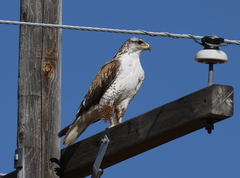Buteo regalis