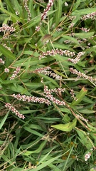 Persicaria hydropiperoides