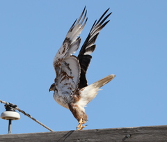 Buteo regalis