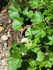 Malva pusilla
