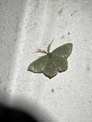 Chloropteryx tepperaria