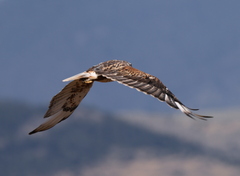 Buteo regalis