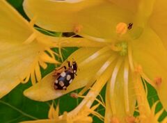 Eriopis connexa