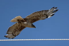 Buteo regalis