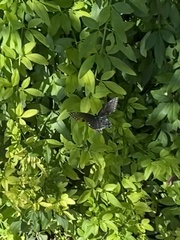 Papilioninae