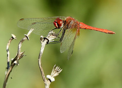 Sympetrum fonscolombii