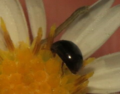 Phalacridae