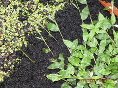 Oplismenus hirtellus