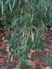Salix eriocephala