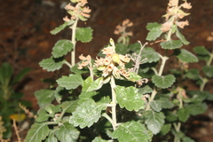 Teucrium flavum