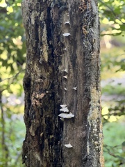 Gloeoporus dichrous