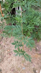 Wisteria sinensis