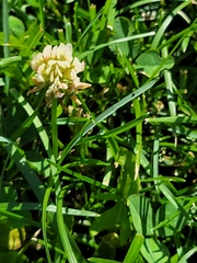 Trifolium repens