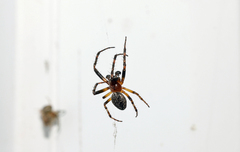 Larinioides patagiatus