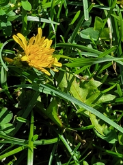 Taraxacum officinale
