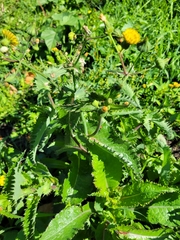 Sonchus asper