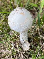 Amidella