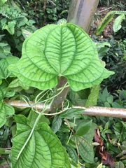 Dioscorea sansibarensis