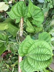 Dioscorea sansibarensis