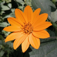 Tithonia rotundifolia