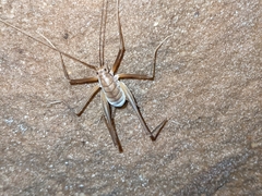 Euhadenoecus puteanus