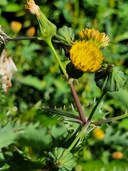 Sonchus asper
