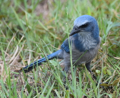 Aphelocoma coerulescens