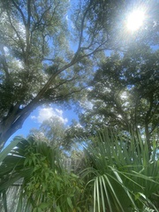 Enterolobium contortisiliquum