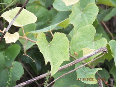 Vitis cinerea