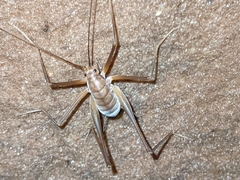 Euhadenoecus puteanus