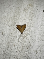 Xanthophysa psychicalis