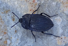 Silpha punctulata