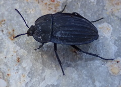 Silpha punctulata