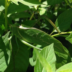 Stilpnochlora azteca