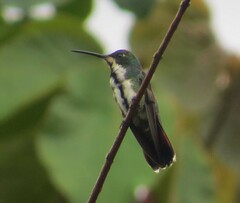 Anthracothorax nigricollis