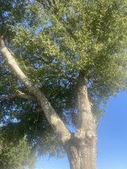 Quercus laurifolia