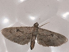 Eupithecia icterata