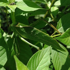 Stilpnochlora azteca