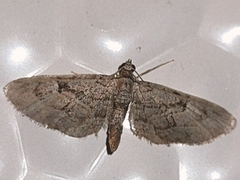 Eupithecia icterata