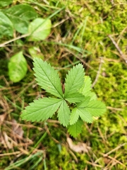 Potentilla simplex