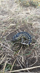 Ambystoma mavortium