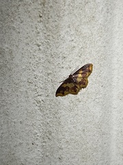 Lophosis labeculata