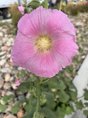 Alcea rosea
