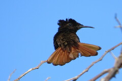 Chrysolampis mosquitus