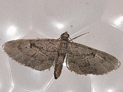 Eupithecia icterata