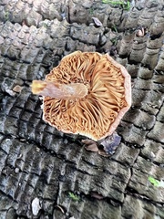 Rhodotus palmatus
