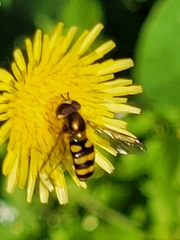 Eupeodes latifasciatus