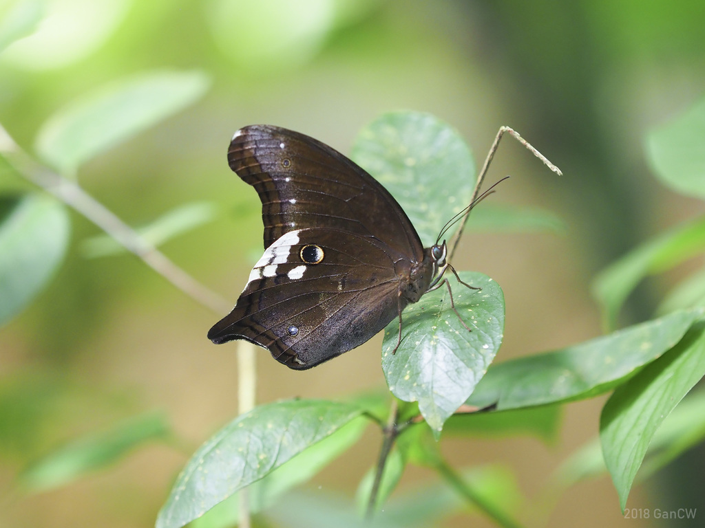 Malayan Owl
